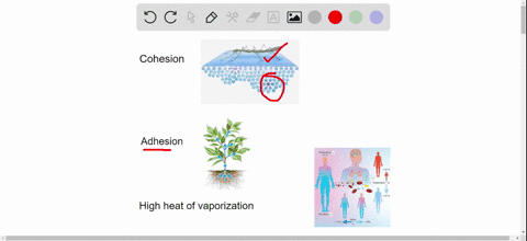 the-unique-properties-of-water-are-important-in-biological-processes-for-the-following-three-propert
