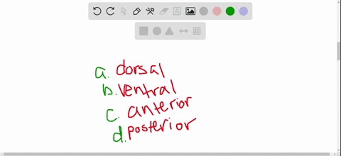 what-is-the-lighter-undersurface-of-a-frog-called-a-dorsal-surface-b-ventral-surface-c-anterior-surf