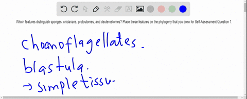 which-features-distinguish-sponges-cnidarians-protostomes-and-deuterostomes-place-these-features-on-