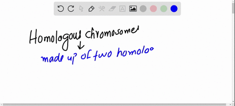 homologous-chromosomes-are-a-the-same-thing-as-sister-chromatids-b-a-pair-of-chromosomes-of-the-same