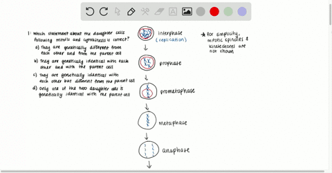 which-statement-about-the-daughter-cells-following-mitosis-and-cytokinesis-is-correct-a-they-are-gen