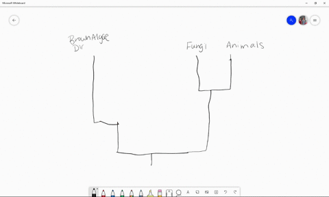the-closest-relatives-of-chara-and-other-charophytes-are-the-_____-a-oomycotes-b-chrysophytes-c-plan