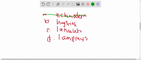 the-____________-are-invertebrate-chordates-a-echinoderms-b-hagfishes-c-lancelets-d-lampreys