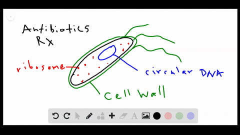 why-do-cell-walls-make-good-targets-for-antibiotic-drugs