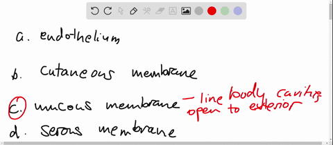 the-membrane-which-lines-body-cavities-that-open-to-the-exterior-is-an-a-endothelium-b-cutaneous-mem