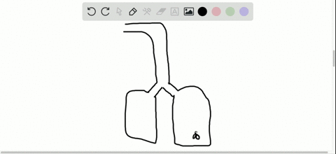 in-human-lungs-gas-exchange-occurs-at-the-_______________-a-two-bronchi-b-pleural-sacs-c-alveoli-d-t