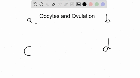 which-of-the-following-statements-about-oocytes-and-ovulation-is-correct-a-the-production-of-primary