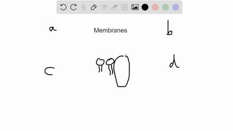 which-of-the-following-statements-about-biological-membranes-are-true-select-all-that-apply-a-hydrop