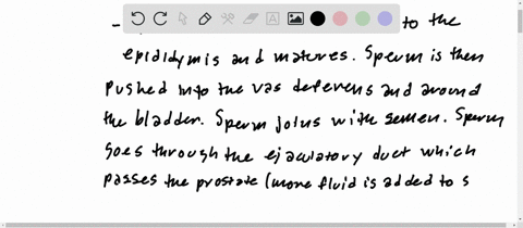 write-a-paragraph-describing-the-path-of-sperm-to-egg-starting-with-sperm-in-the-epididymis-2