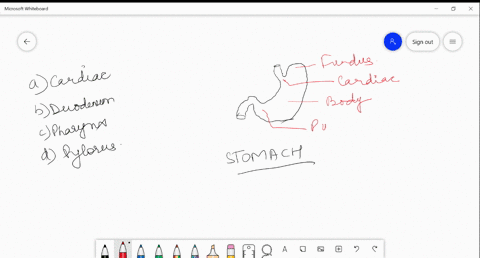 the-narrow-distal-end-of-stomach-is-called-a-cardiac-b-duodenum-c-pharynx-d-pylorus