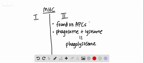 mhc-ii-molecules-present-a-processed-self-antigens-from-proteasomes-b-processed-foreign-antigens-fro