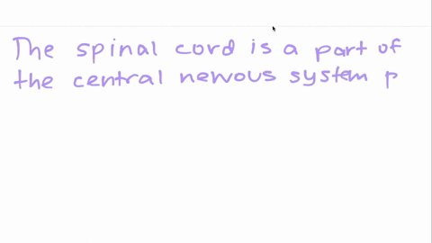 the-spinal-cord-is-part-of-the-a-somatic-nervous-system-b-central-nervous-system-c-autonomic-nervous