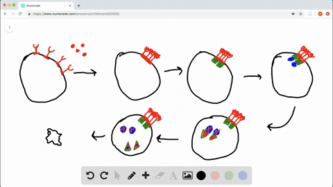 draw-it-draw-the-following-apoptotic-pathway-which-operates-in-human-immune-cells-a-death-signal-is-