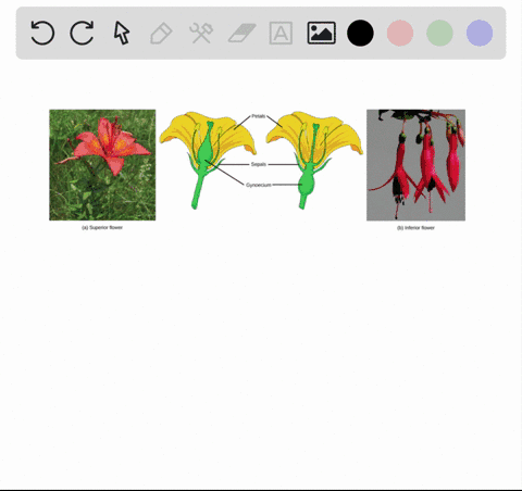 how-many-whorls-of-organs-occur-in-complete-flowers-a-mathrmiwo-b-four-c-six-d-eight-e-ten