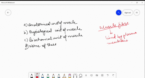 muscle-fibre-is-a-a-anatomical-unit-of-muscle-b-physiological-unit-of-muscle-c-biochemical-unit-of-m
