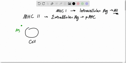 how-does-the-body-process-antigens-to-be-recognized-by-class-ii-mhc-3