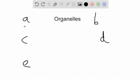 which-of-the-following-organelles-would-be-more-active-in-white-blood-cells-during-a-bacterial-infec