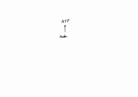 atp-for-muscle-contraction-can-be-provided-by________-a-aerobic-respiration-b-lactate-fermentation-c