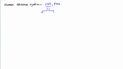 identify-a-b-c-d-and-e-a-a-central-nervous-system-cns-b-peripheral-nervous-system-pns-c-spinal-cord-