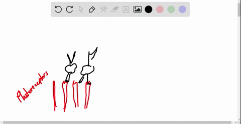 axons-from-which-neuron-in-the-retina-make-up-the-optic-nerve-a-amacrine-cells-b-photoreceptors-c-bi