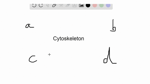 the-cytoskeleton-of-a-cell-consists-of-all-of-the-following-except-a-microtubules-b-actin-filament-2