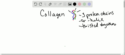 describe-the-structure-of-the-protein-collagen-what-function-does-collagen-have-in-the-body