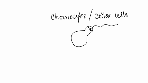choanocytes-are-a-a-group-of-protists-that-are-believed-to-have-given-rise-to-animals-b-specialized-