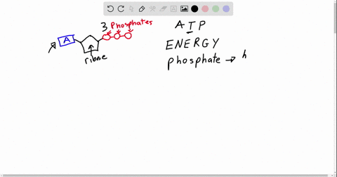 in-biological-systems-atp-functions-by-a-providing-the-energy-to-drive-endergonic-reactions-b-acti-2
