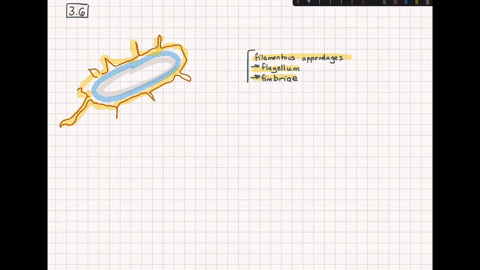 eliminating-which-structure-is-always-deadly-to-cells-a-flagella-b-capsule-c-cell-wall-d-cytoplasmic