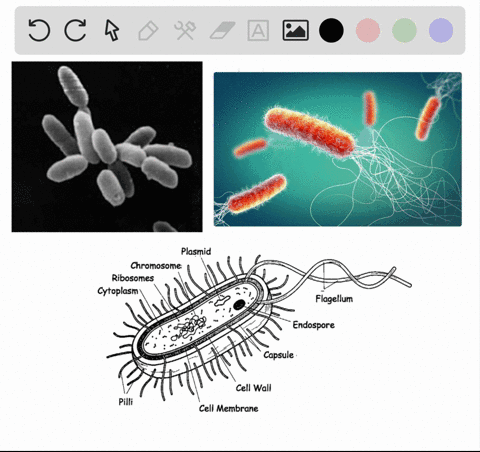 Chapter 25, The Origin of Life Video Solutions, Biology: The Dynamic ...