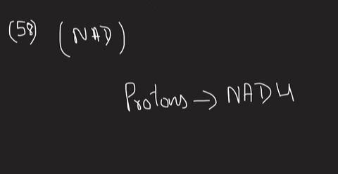 which-reactions-of-the-citric-acid-cycle-transfer-energy-as-nadh