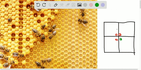 some-honey-bee-hives-show-hygienic-behavior-if-pupae-die-in-their-cells-some-workers-uncap-the-cells