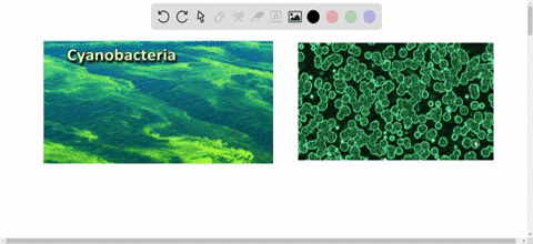 the-first-organisms-that-oxygenated-the-atmosphere-were-a-cyanobacteria-b-phototrophic-organisms-c-a