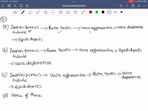 select-the-correct-anatomical-sequence-a-seminiferous-tubules-rightarrow-rete-testis-rightarrow-vasa