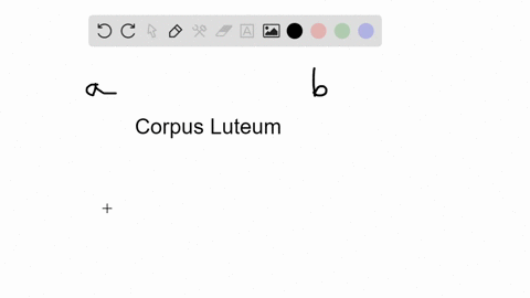 after-ovulation-the-corpus-luteum-secretes-__________-a-lh-b-fsh-c-progesterone-d-prolactin