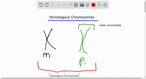 Solved:all The Following Are True Of Homologous Structures Except (A) They  Demonstrate Common Ancestry (B) An Example Is The Wing Of The Bat And A  Person�s Arm (C) An Example Is The Solved:all The Following Are True Of Homologous Structures Except (A) They  Demonstrate Common Ancestry (B) An Example Is The Wing Of The Bat And A  Person�s Arm (C) An Example Is The