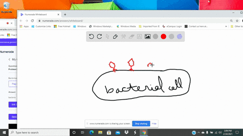 bacteriophages-are-viruses-that-infect-______