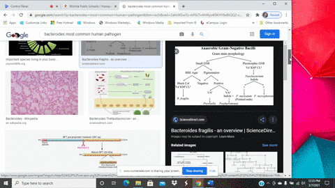 which-genus-is-the-most-common-anaerobic-human-pathogen-a-bacteroides-b-spirochetes-c-chlamydia-d-me