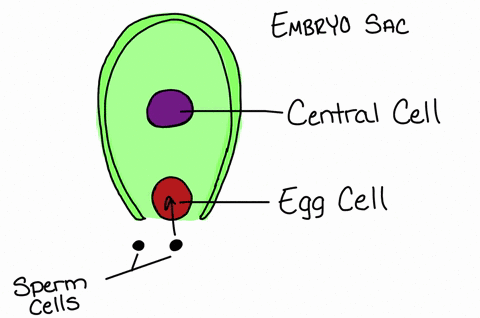 endosperm-is-produced-by-the-union-of-a-quad-a-central-cell-with-a-sperm-cell-b-quad-a-sperm-cell-wi