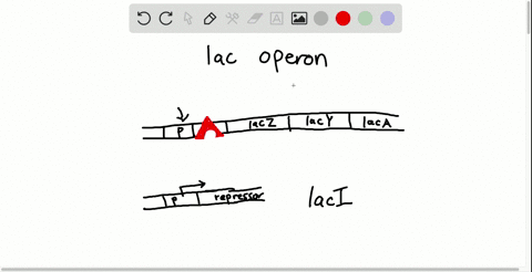 the-repressor-protein-that-acts-on-the-lac-operon-of-e-coli-is-encoded-by-a-regulatory-gene-the-repr