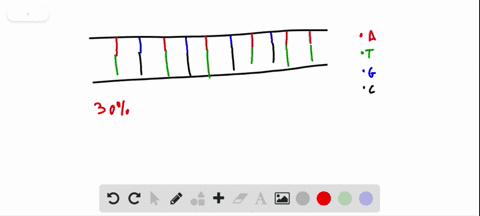 if-30-of-the-bases-within-a-dna-molecule-are-adenine-what-is-the-percentage-of-thymine-a-20-b-25-c-3