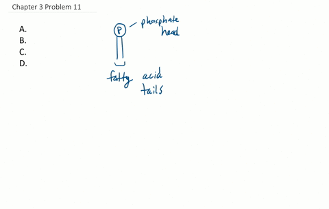 the-tails-of-the-phospholipids-of-the-plasma-membrane-are-composed-of-______-and-are-_____-a-phospha