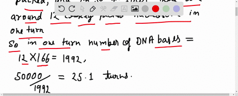 calculate-the-length-of-the-50000-bp-dna-in-a-30-nm-fiber-2