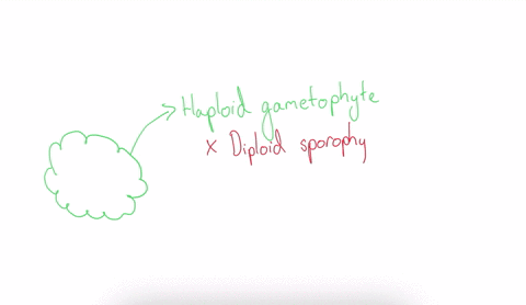 the-green-gametangia-bearing-moss-plant-a-is-the-haploid-gametophyte-generation-b-is-the-diploid-s-4