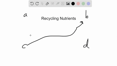 which-organisms-are-considered-the-recyclers-of-our-planet-a-consumers-b-producers-c-phytoplankton-d