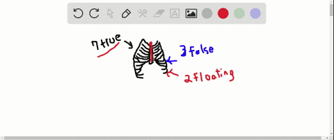 which-ribs-are-floating-ribs-and-why-are-they-called-that