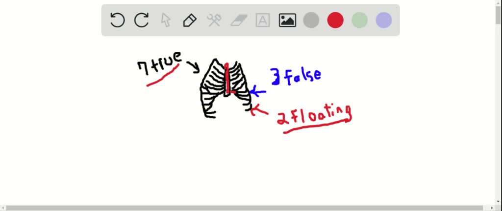 Floating Ribs In Python Which ribs are floating ribs and why are they called that? | Numerade