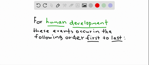 put-these-human-developmental-events-in-order-from-earliest-to-latest-a-blastula-forms-b-heart-begin