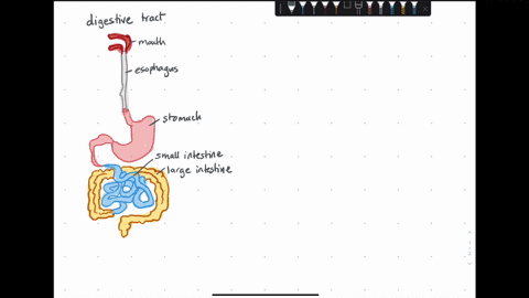 match-the-description-to-the-parts-of-the-human-digestive-system-below-a-small-intestine-b-stomach-6