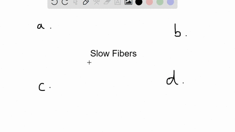 which-of-the-following-statements-is-false-a-slow-fibers-have-a-small-network-of-capillaries-b-slow-